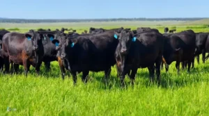 rivverbend ranch guga